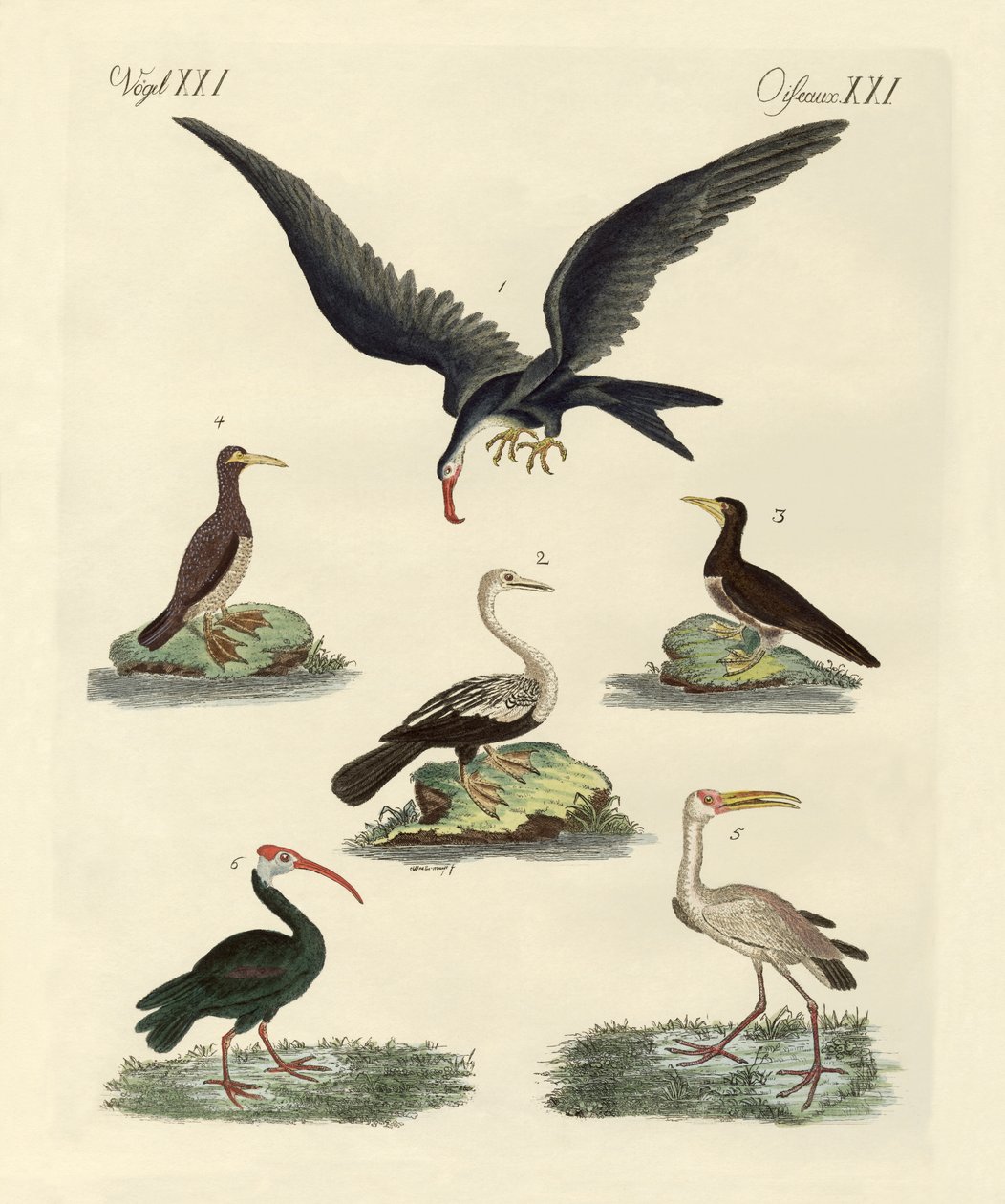 Vreemde moeras- en watervogels door German School