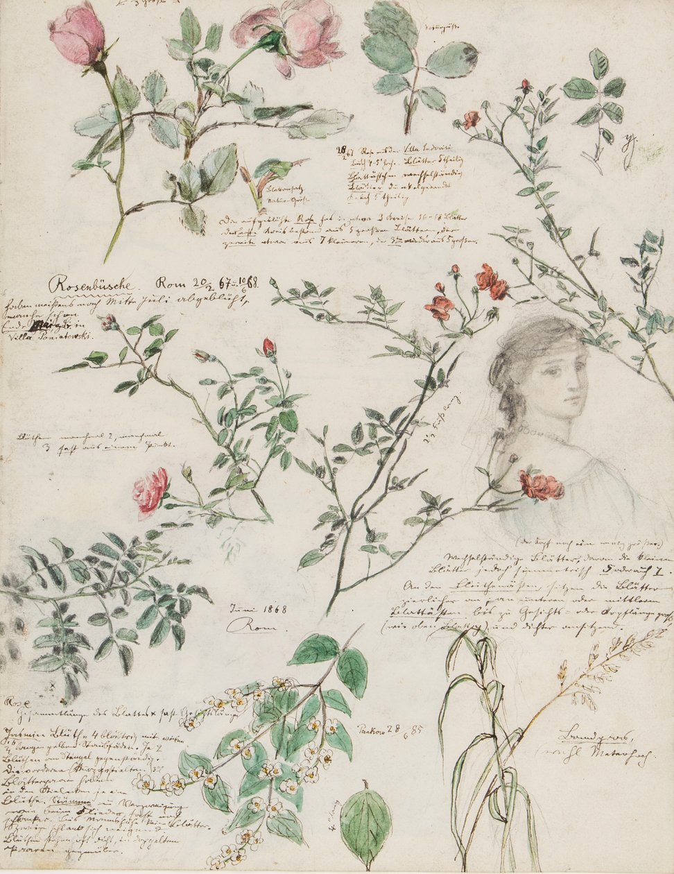 Studies van planten en figuren gemaakt in Rome en Pankow, Berlijn door German School
