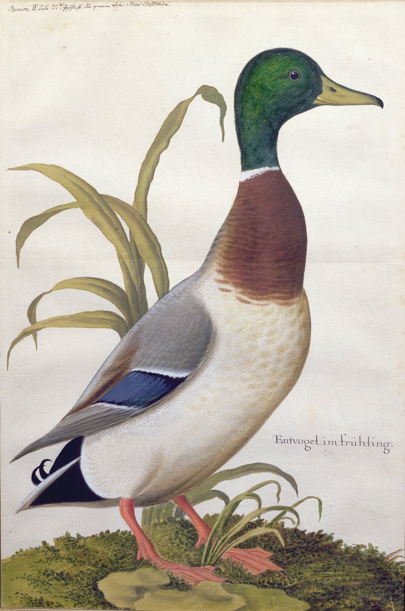 Studie van een wilde eend, c.1790 door German School