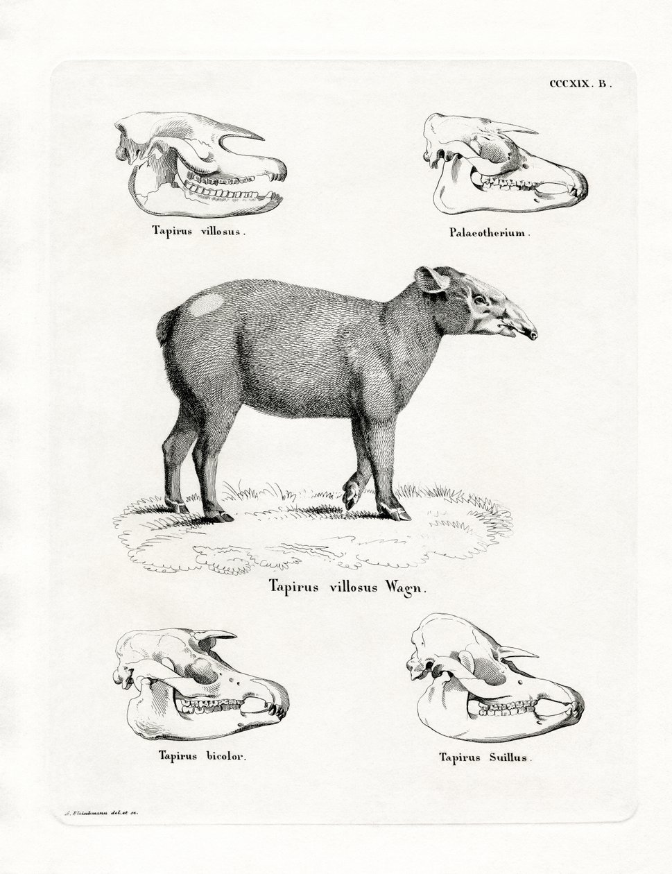 Tapirschedels door German School