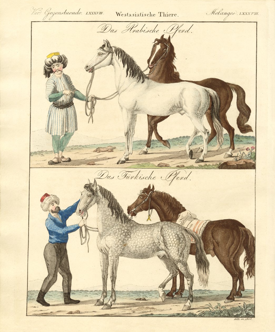 Het paard met zijn verschillende soorten door German School