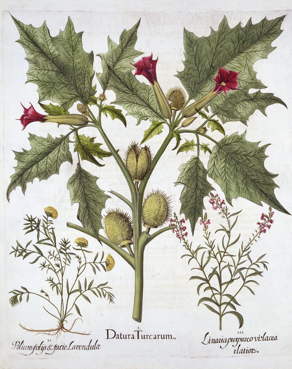 Doornappel, Gamander en Paarse Vlasleeuwenbek, uit Hortus Eystettensis, door Basil Besler, 1613 door German School