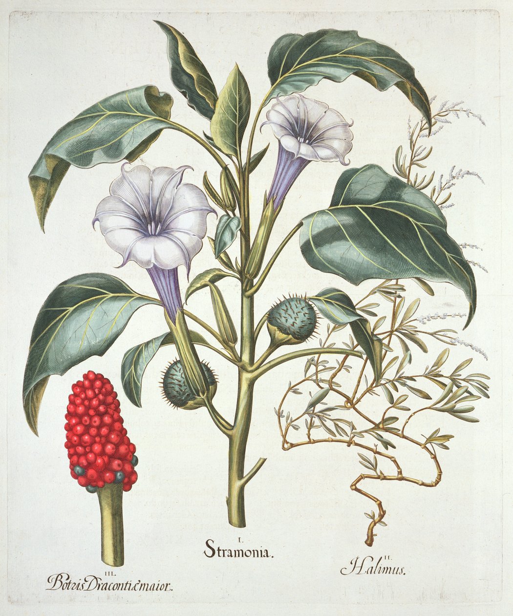 Doornappel, uit de Hortus Eystettensis door Basil Besler (1561-1629), pub. 1613 door German School
