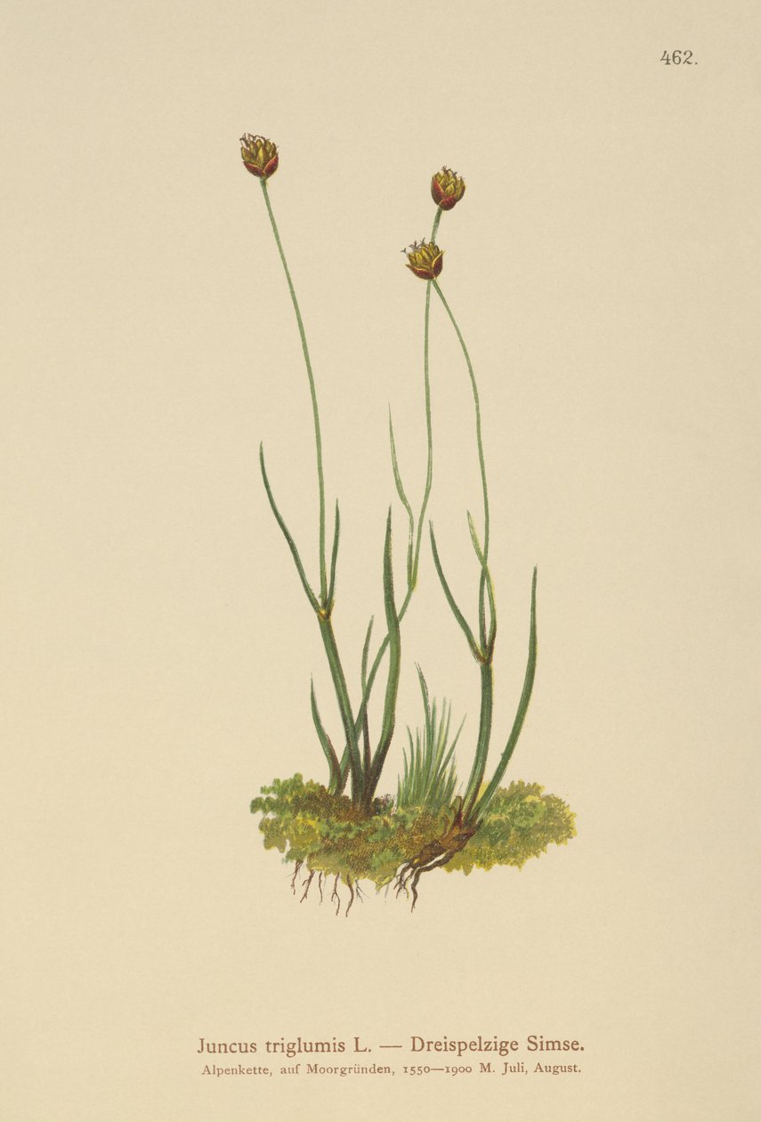 Driehulzige Riet (Juncus triglumis) door German School