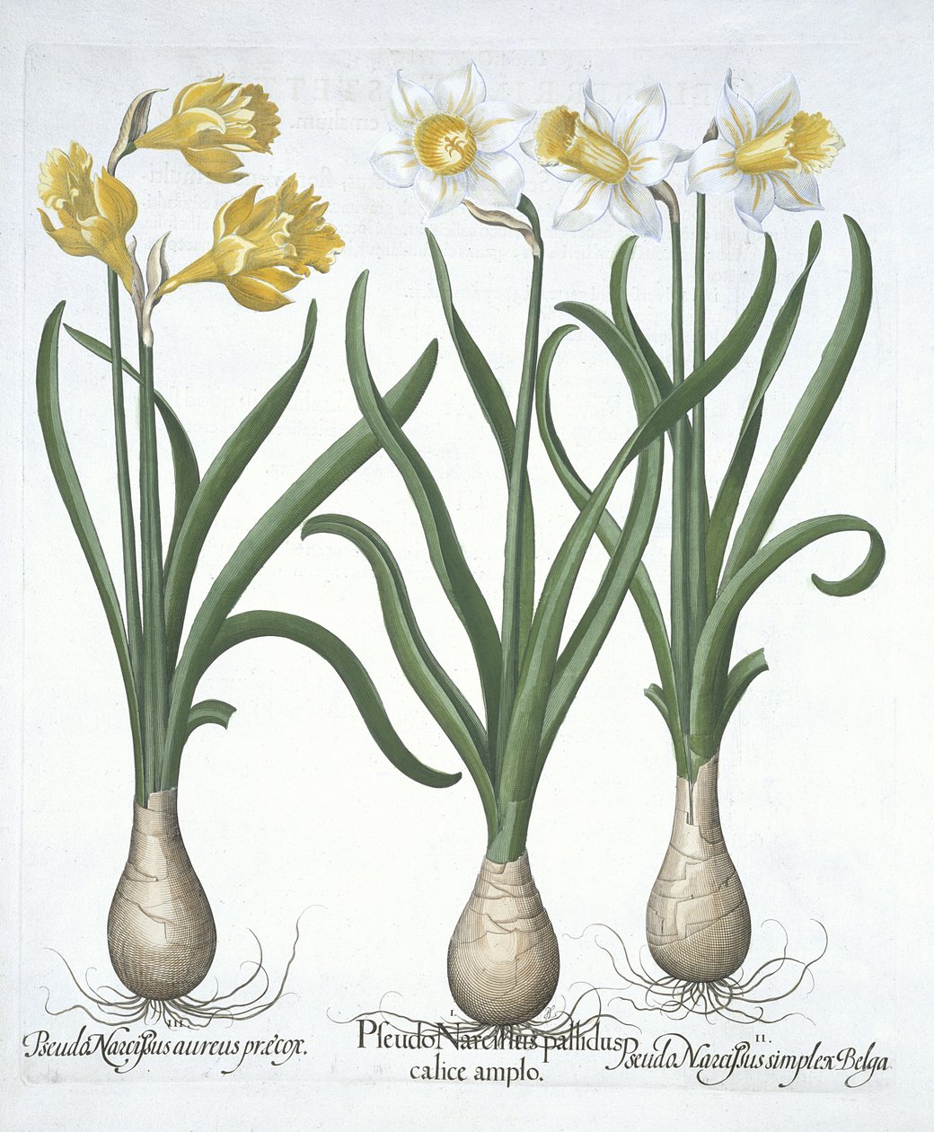 Drie Pseudo-Narcissen uit Hortus Eystettensis door German School