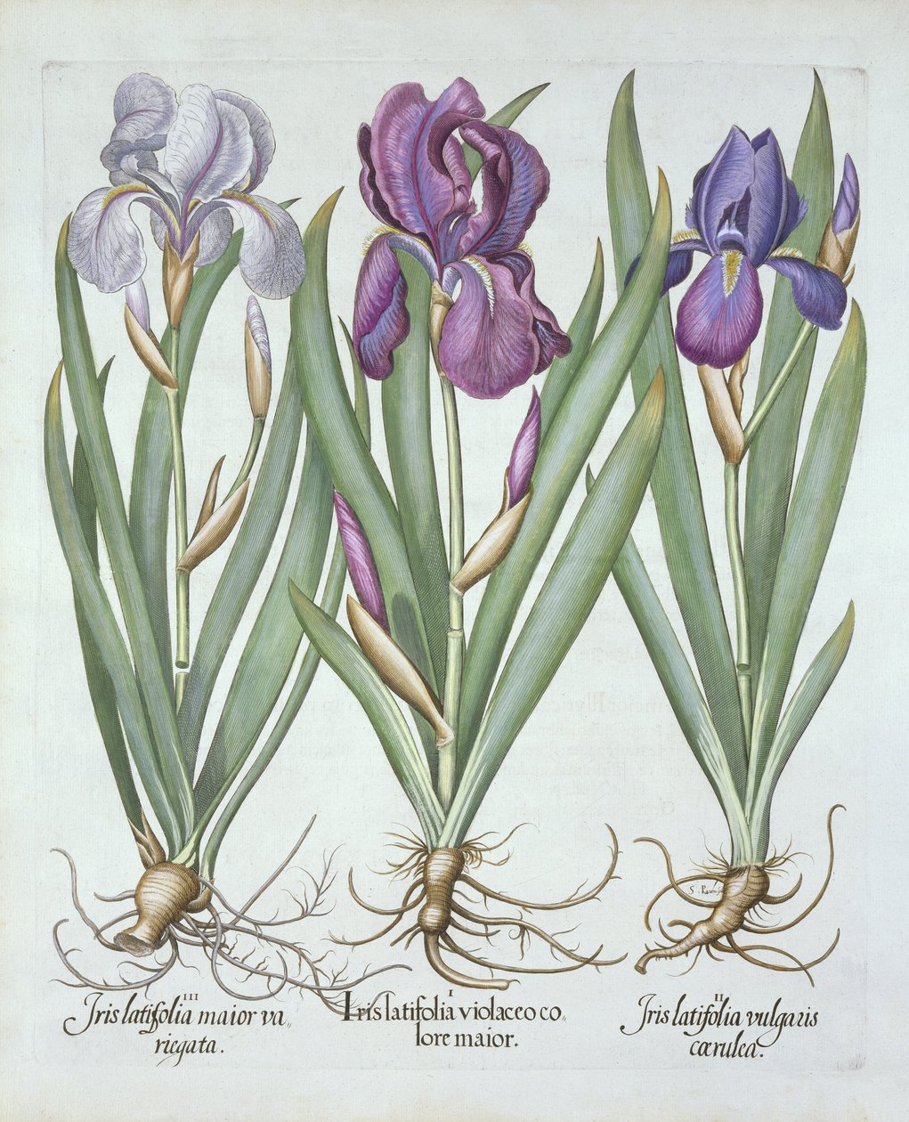 Drie variëteiten van baardige irissen, uit Hortus Eystettensis, door Basil Besler, gepubliceerd 1613 door German School