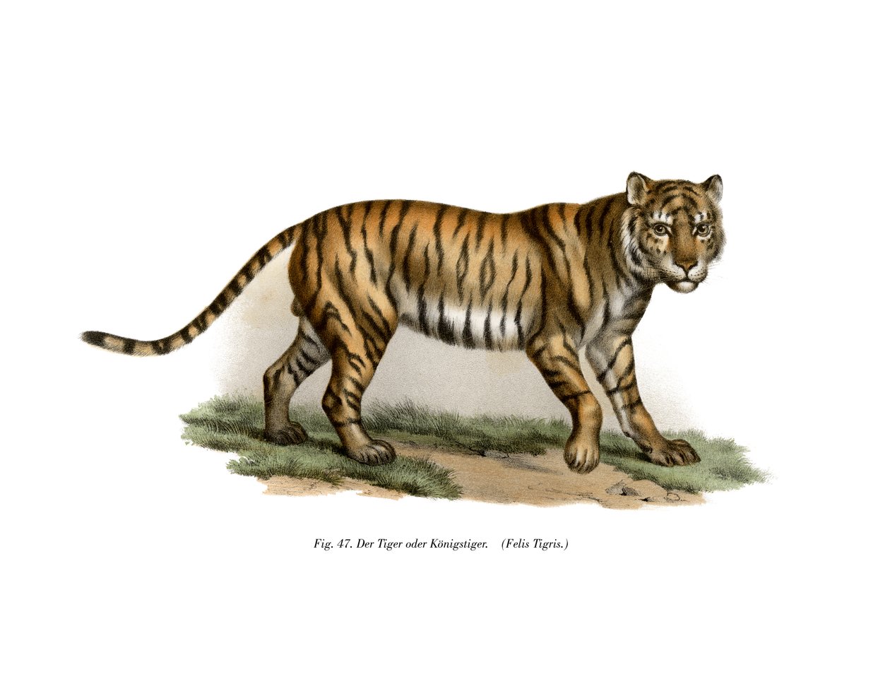 Tijger, 1860 door German School
