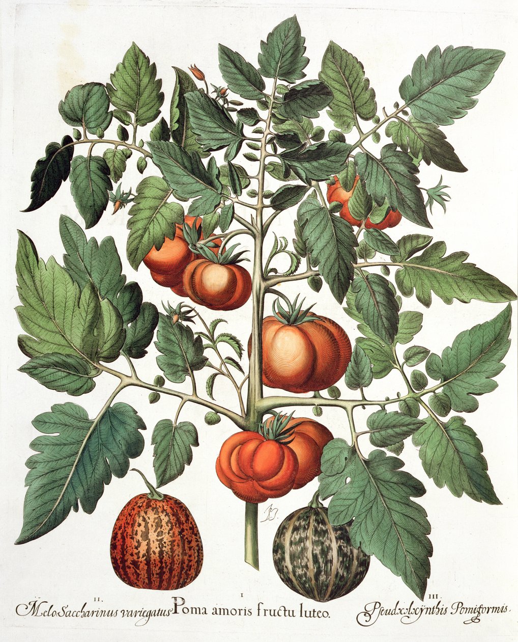 Tomaten en meloenen: 1.Poma amoris fructu luteo; 2.Melo Saccharinus variegatus; 3.Pseudocolocynthis Pomiformis, uit de Hortus Eystettensis door Basil Besler (1561-1629), uitgegeven 1613 door German School