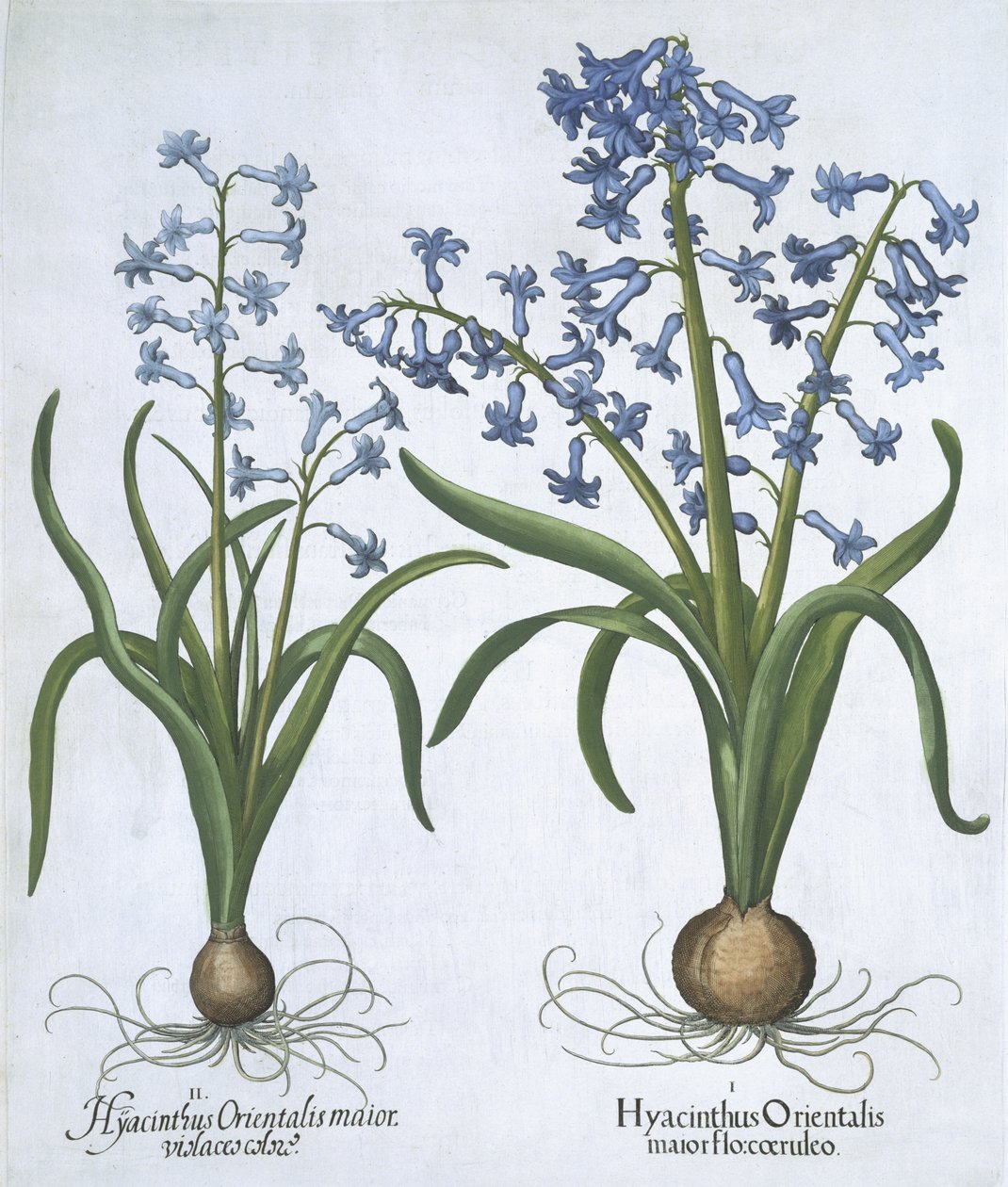 Twee blauwe Hyacinten uit Hortus Eystettensis door German School