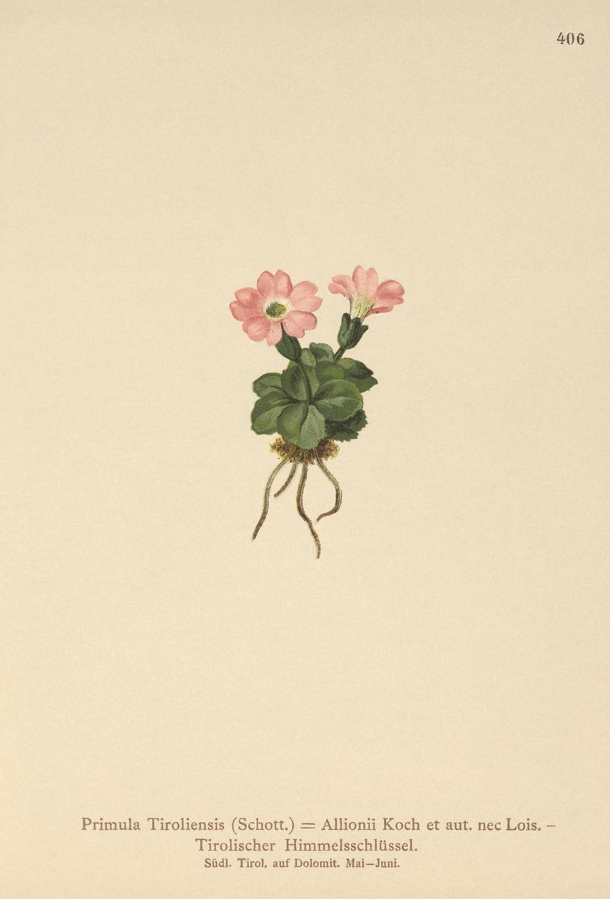 Tiroolse Sleutelbloem (Primula tyrolensis, Primula Tirolensis, Primula Allionii) door German School
