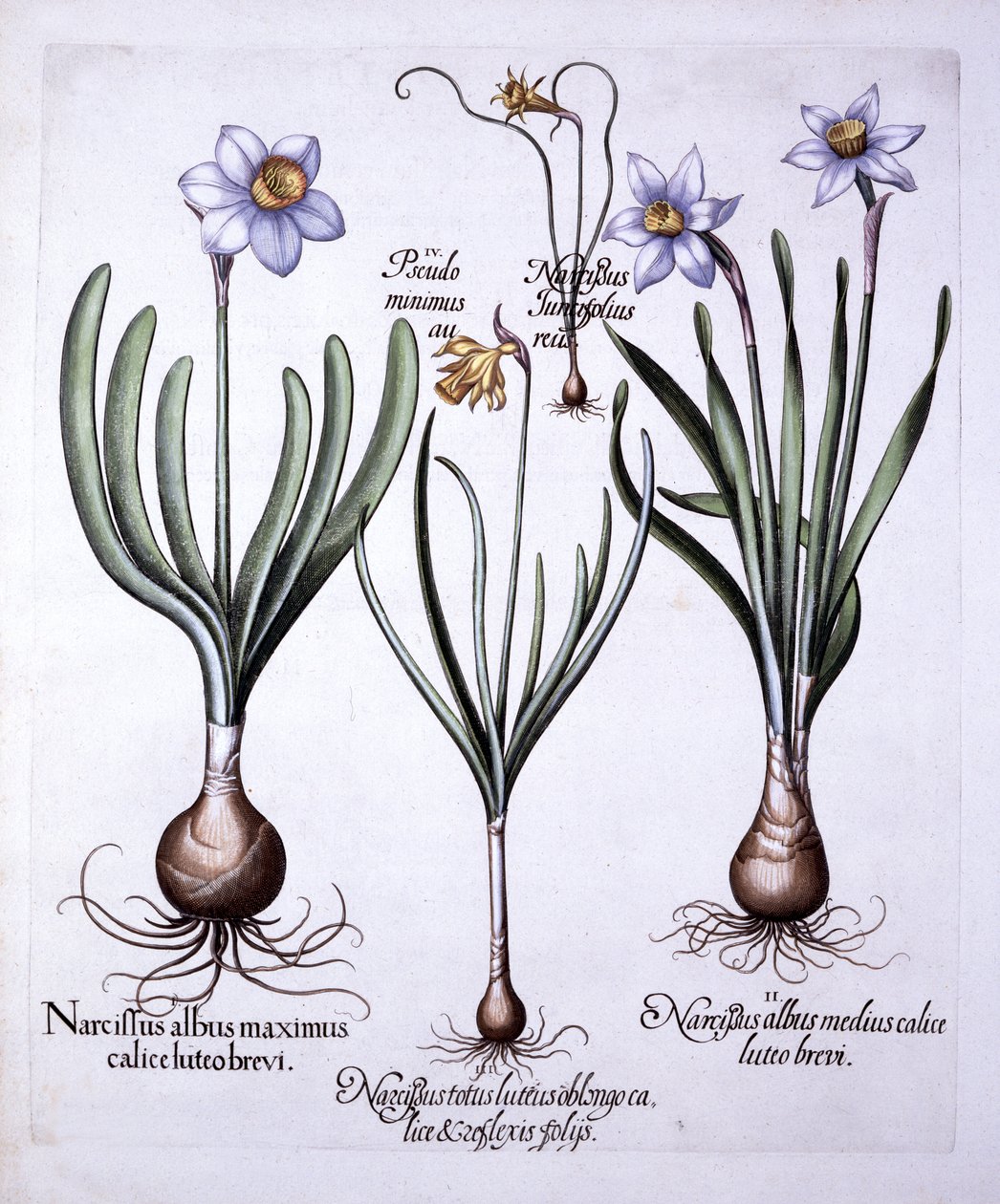 Diverse Narcissen, uit Hortus Eystettensis, door Basil Besler, 1613 door German School