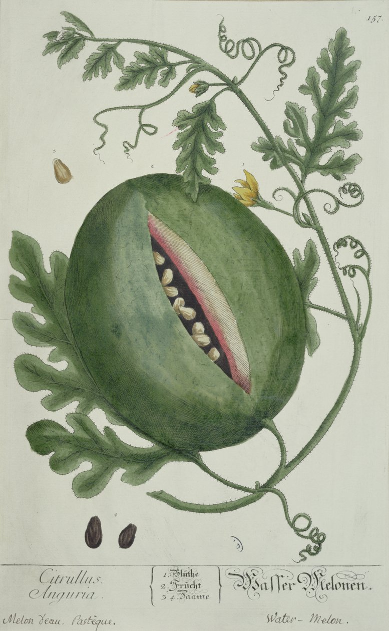 Watermeloen, uit A Curious Herbal, Duitse editie, gepubliceerd 1757 door German School