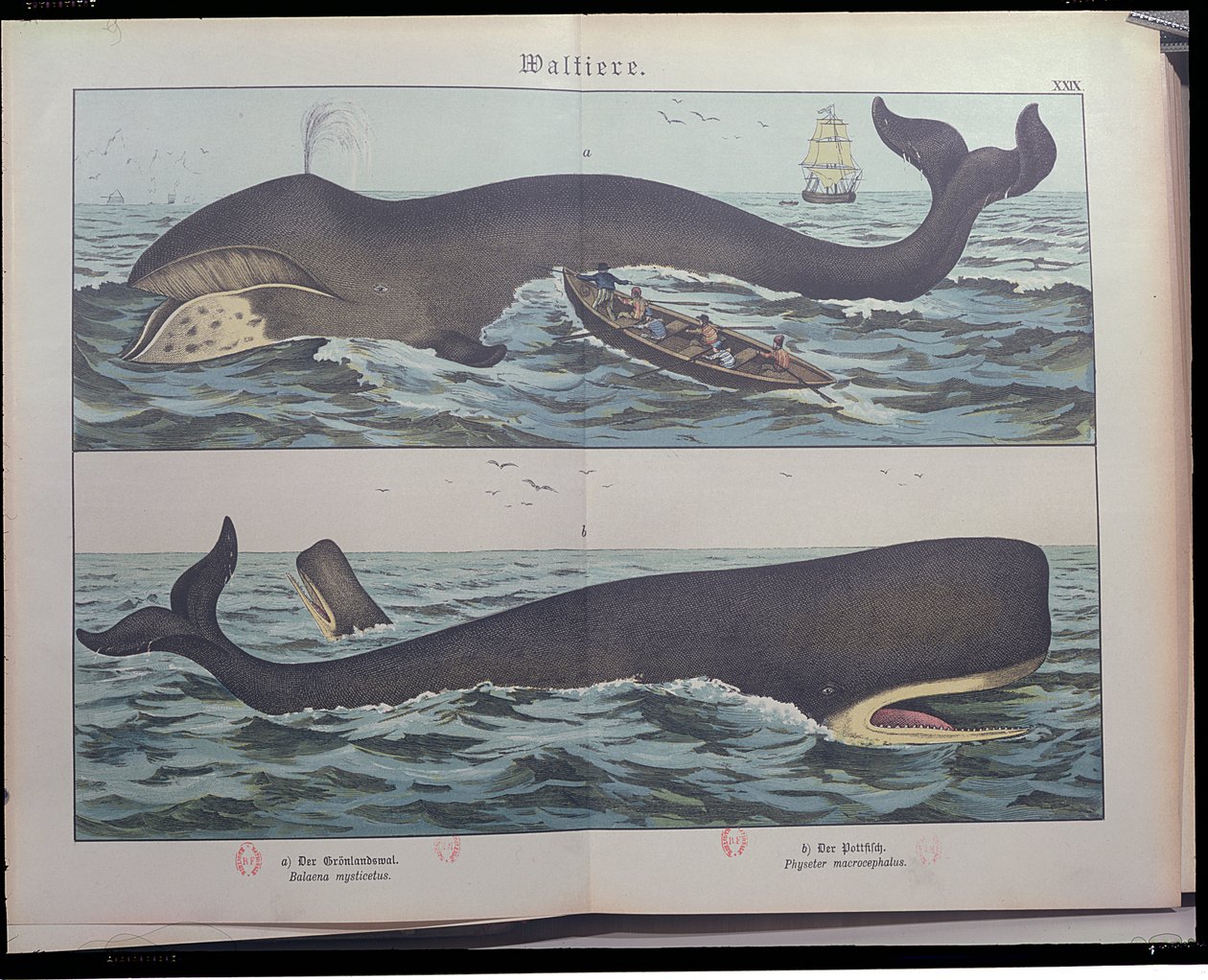 Walvisvangst en potvis, uit Natuurlijke Historie van Zoogdieren (1861) door Gotthelf Heinrich von Schubert (1780-1860), gepubliceerd in Stuttgart, 1886 (kleurgravure) door German School