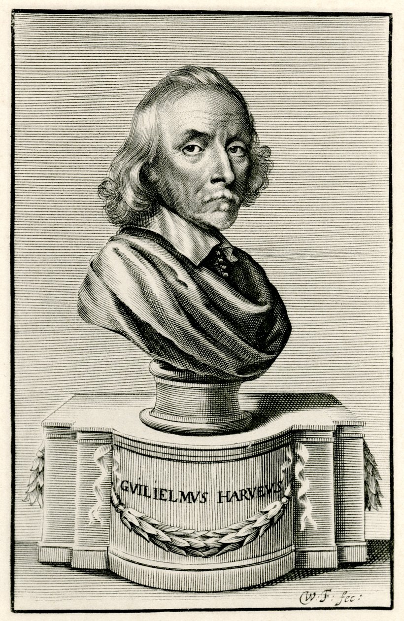 William Harvey door German School