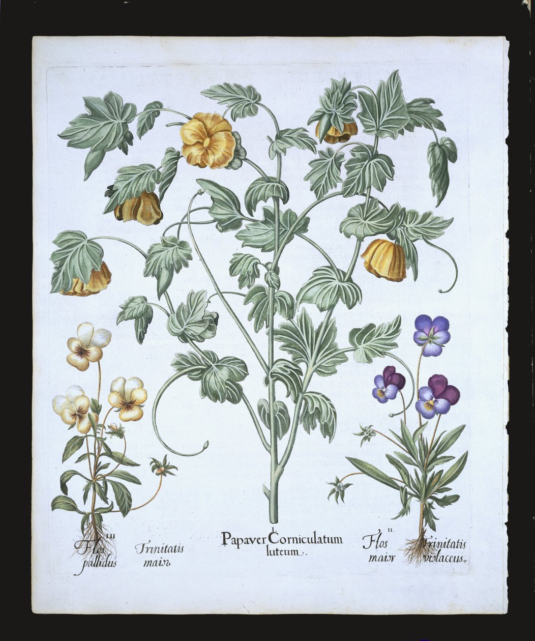 Gele gehoornde papaver, uit de Hortus Eystettensis door Basil Besler (1561-1629), pub. 1613 door German School