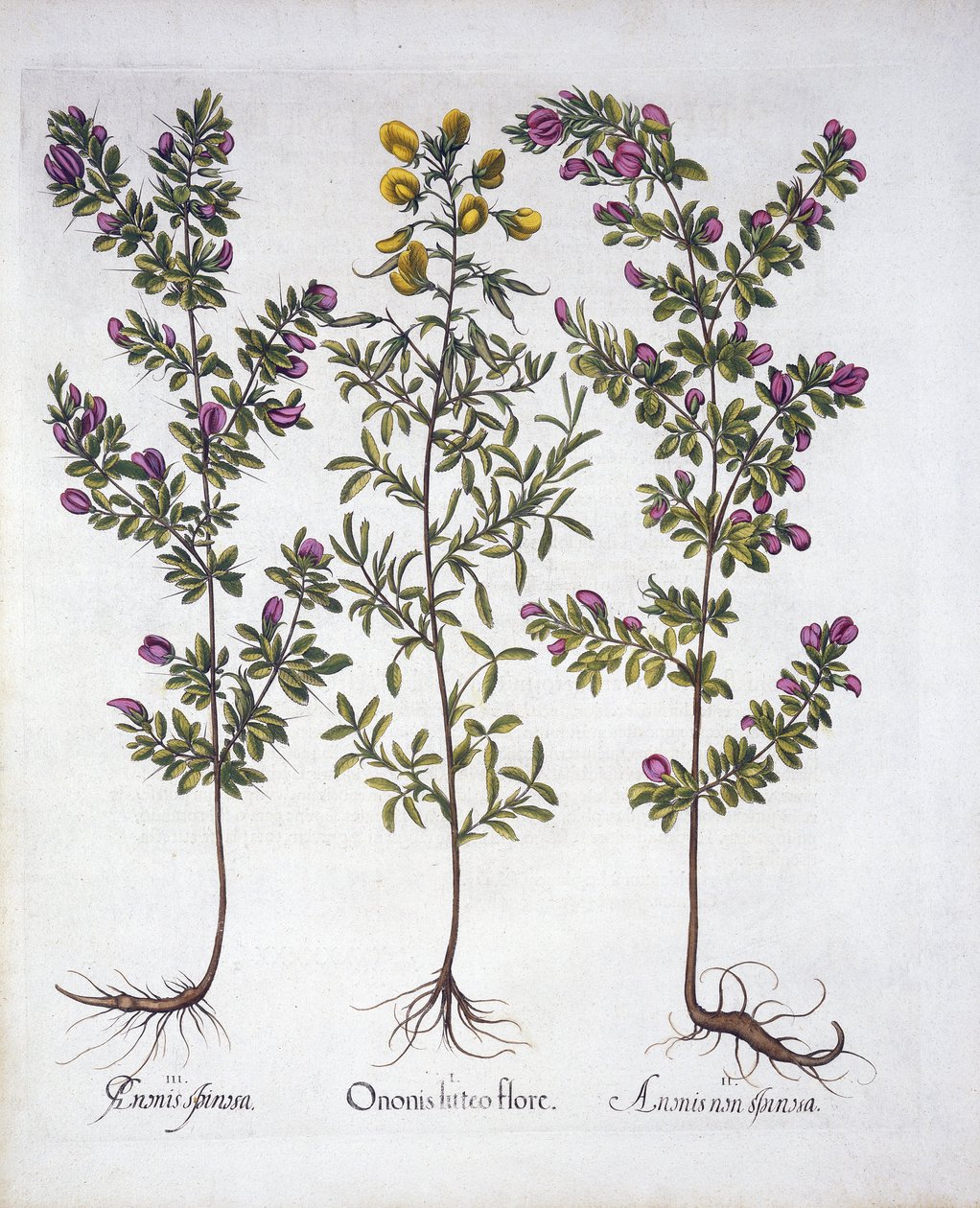 Gele Rest-Harrow, Roze Rest-Harrow en Roze Doornige Rest-Harrow, uit Hortus Eystettensis, door Basil Besler, gepubliceerd 1613 door German School