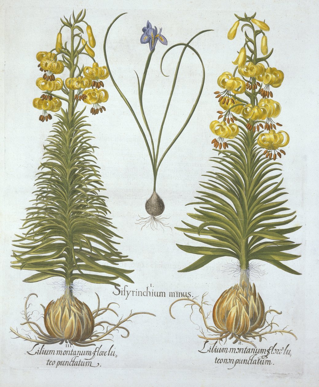 Gele Turkscap Lelie met bol en Dwerg Blauwooggras, uit Hortus Eystettensis, door Basil Besler, gepubliceerd 1613 door German School