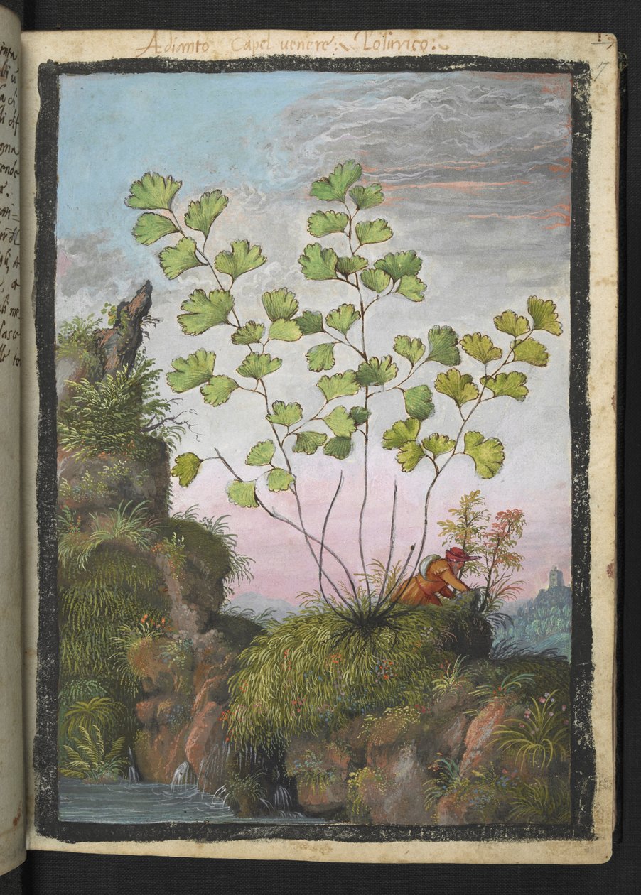 Adiantum capillus-veneris, uit "Schilderijen van Flora van de Romeinse Staten" door Gherardo Cibo door Gherardo Cibo