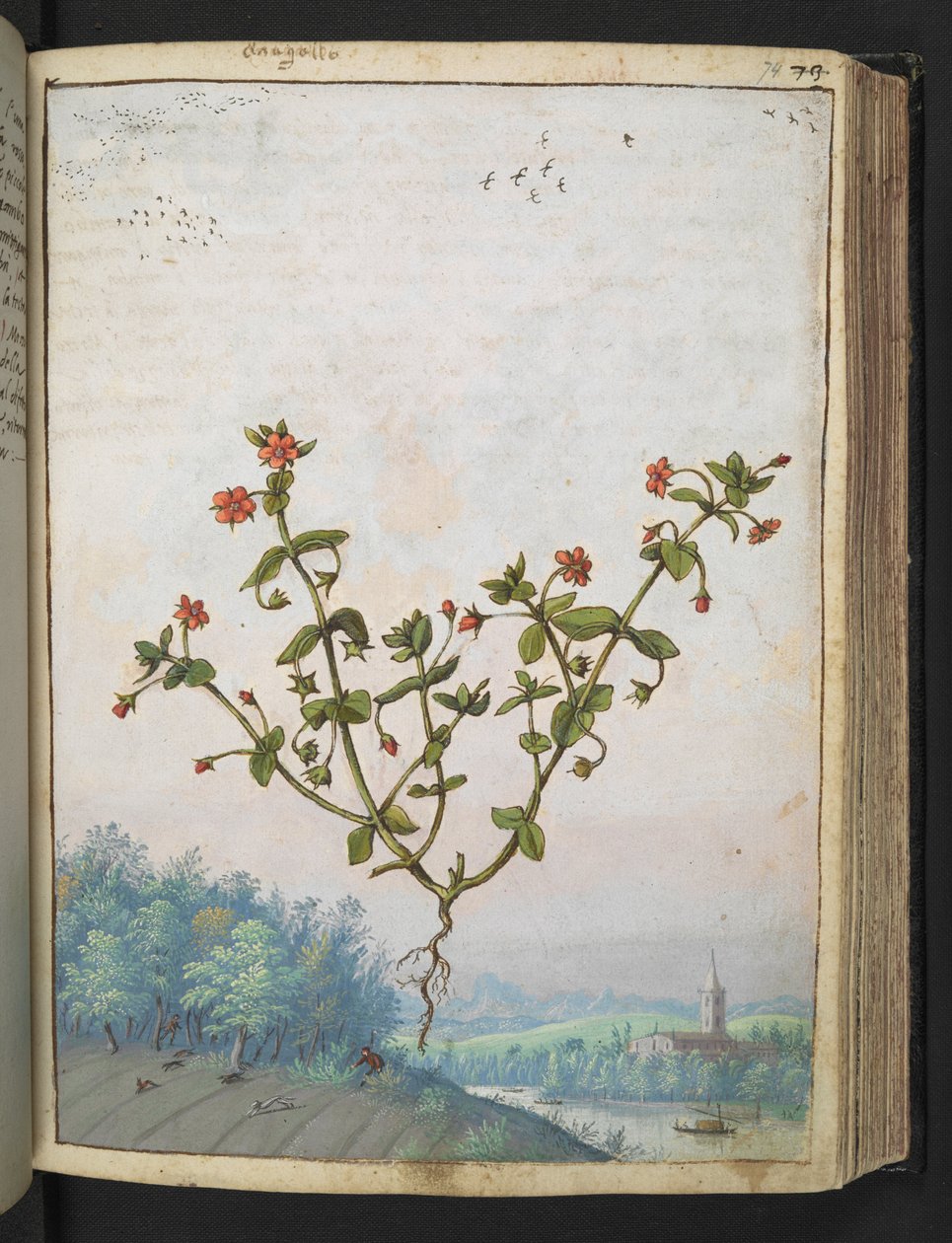 Anagalis arvensis: Een plant met rode bloemen, uit "Schilderijen van Flora van de Romeinse Staten" door Gherardo Cibo door Gherardo Cibo