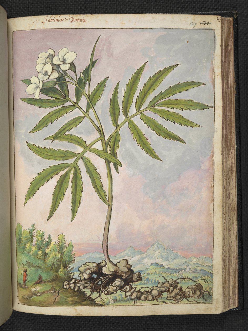 Cardamine heptaphylla, uit "Schilderijen van Flora van de Romeinse Staten" door Gherardo Cibo door Gherardo Cibo