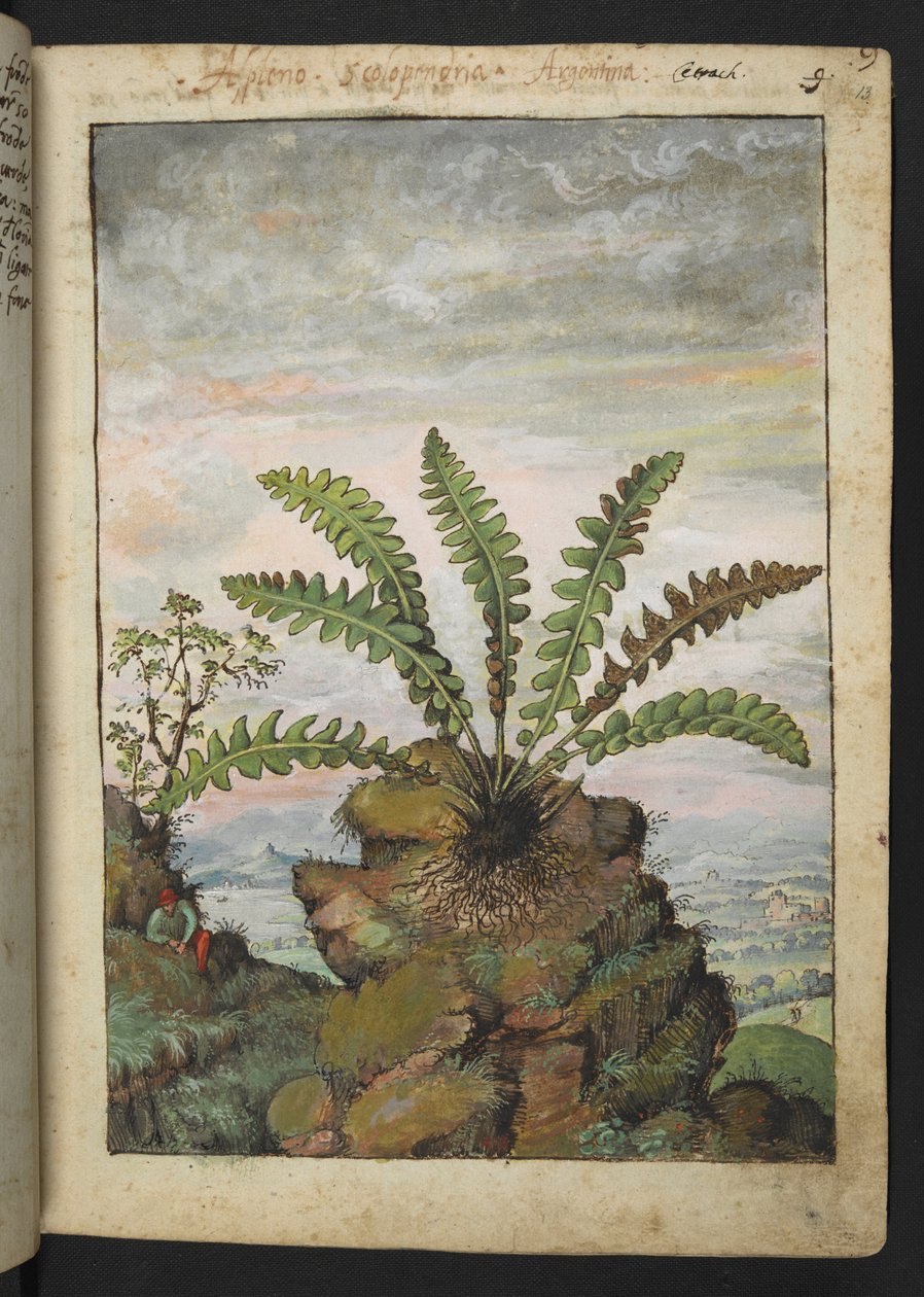 Ceterach officinarum, uit 