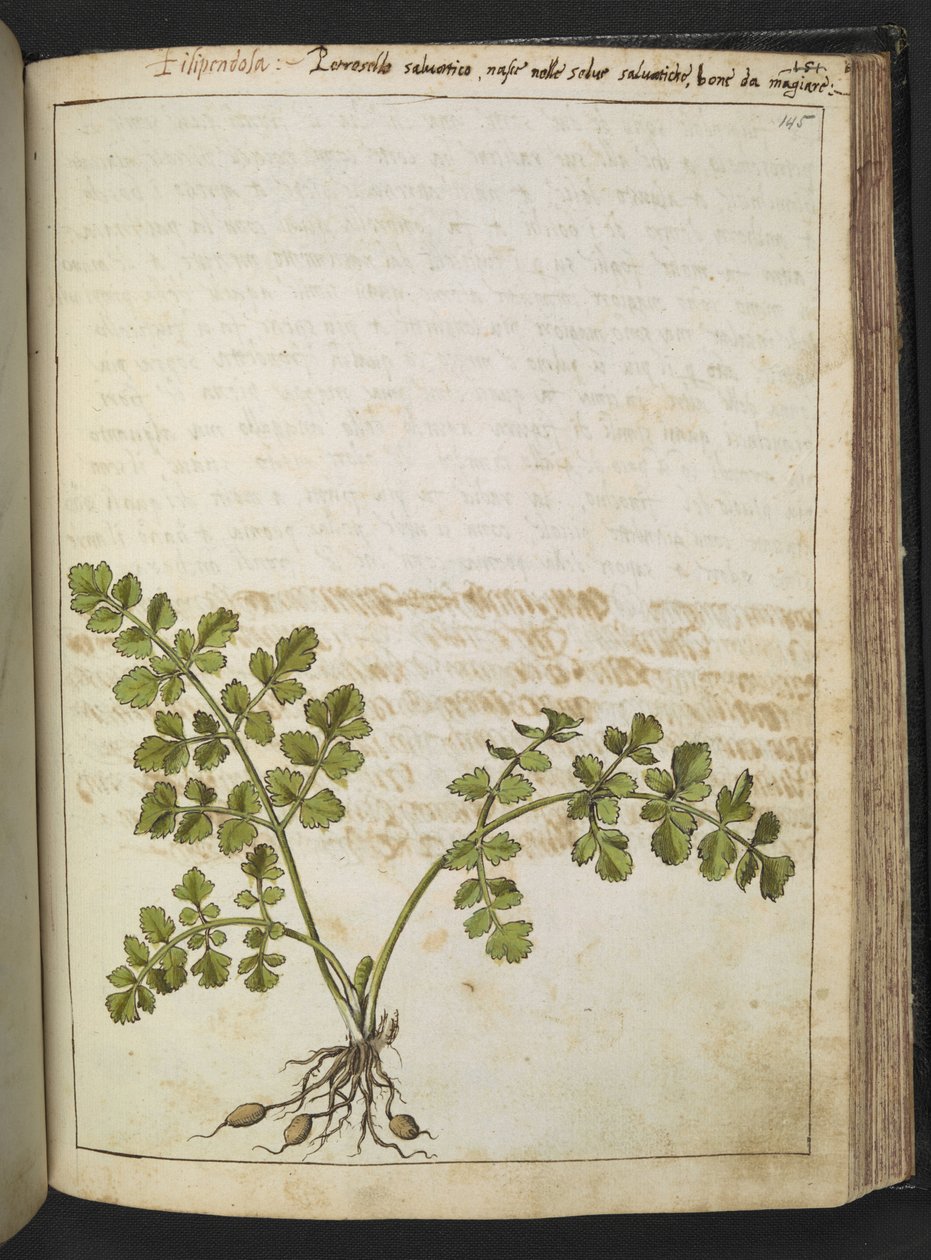 Filipendula, uit "Schilderijen van Flora van de Romeinse Staten" door Gherardo Cibo, Add MS 22333, f145r, c.1564-84 door Gherardo Cibo