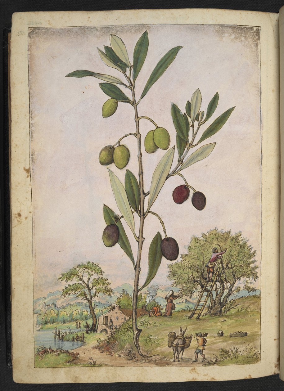 Olea europaea (Olijfboom), uit 