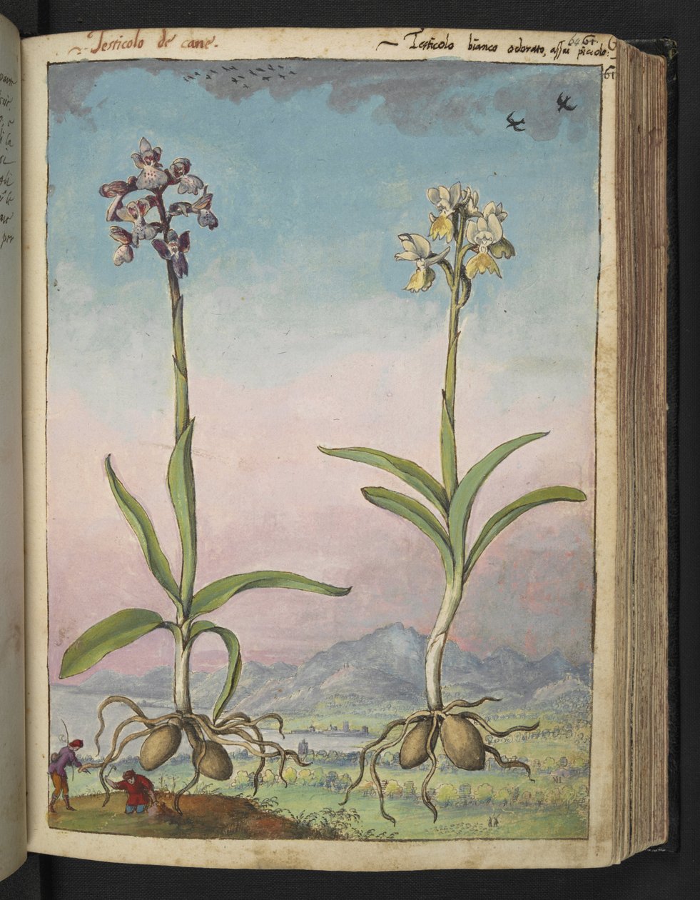 Orchis pallens: Twee bloeiende planten, uit 