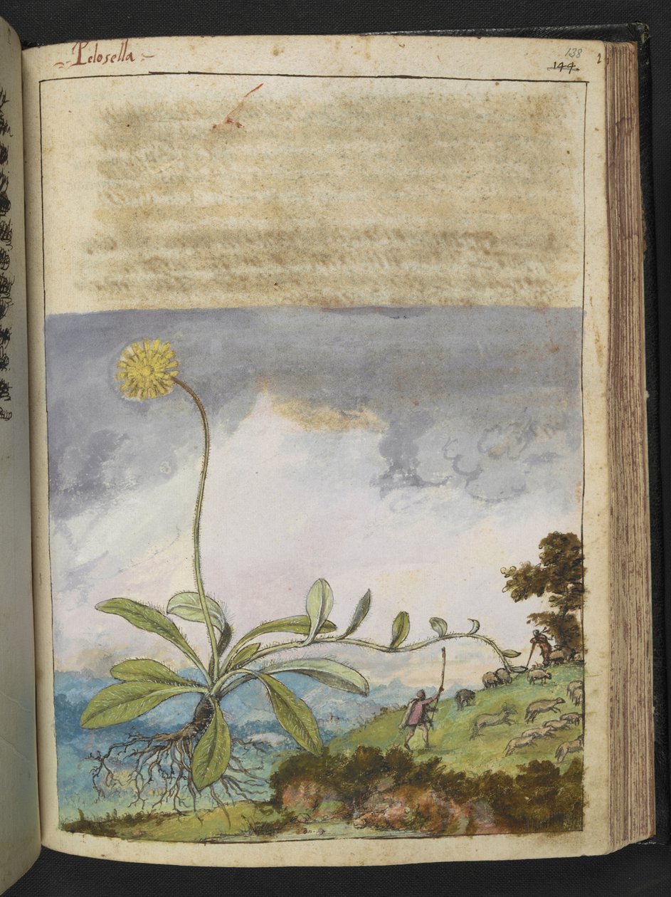 Pilosella officinarum, uit "Schilderijen van Flora van de Romeinse Staten" door Gherardo Cibo door Gherardo Cibo