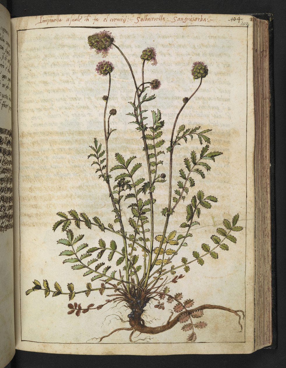 Sanguisorba minor, uit "Schilderijen van Flora van de Romeinse Staten" door Gherardo Cibo door Gherardo Cibo