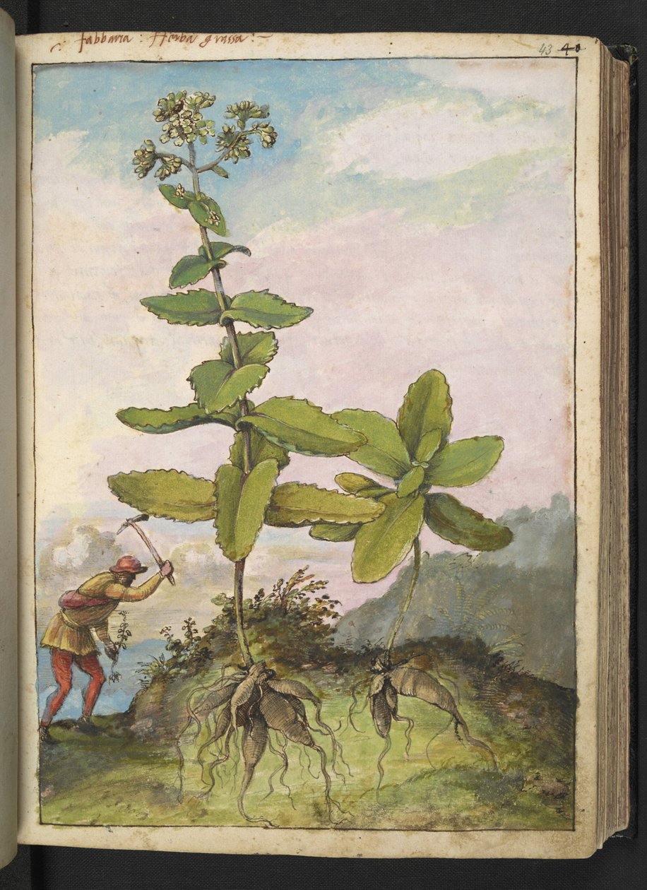 Sedum telephium, uit "Schilderijen van Flora van de Romeinse Staten" door Gherardo Cibo door Gherardo Cibo