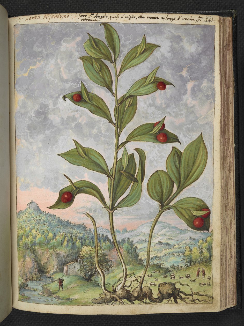 Streptopus amplexifolius (Gedraaide stengel), uit "Schilderijen van Flora van de Romeinse Staten" door Gherardo Cibo door Gherardo Cibo