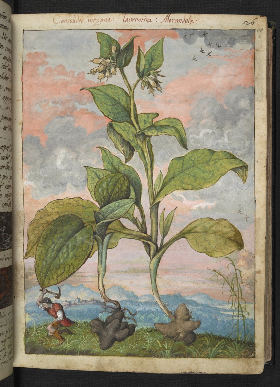 Symphytum tuberosum, uit 