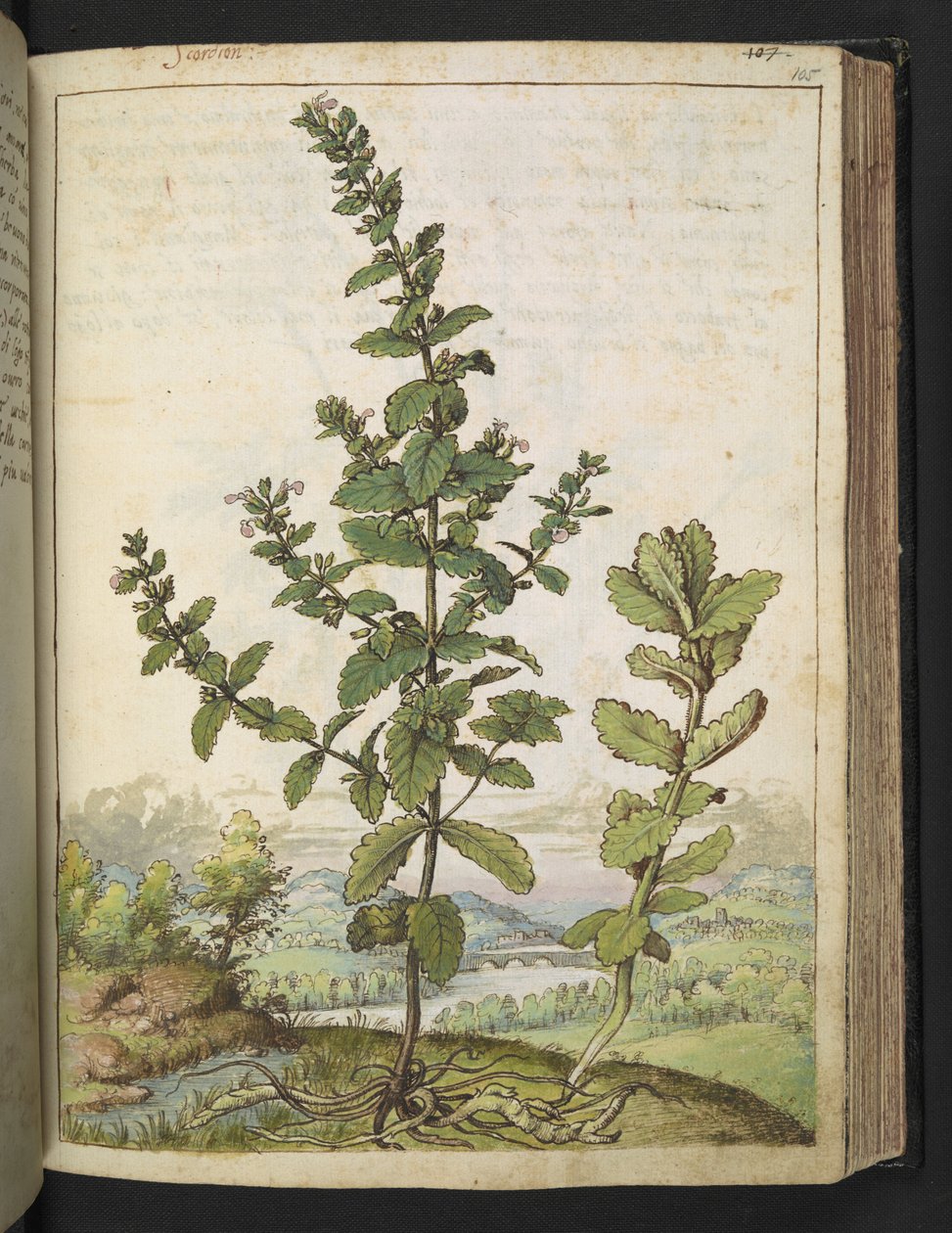 Teucrium scordium, uit 