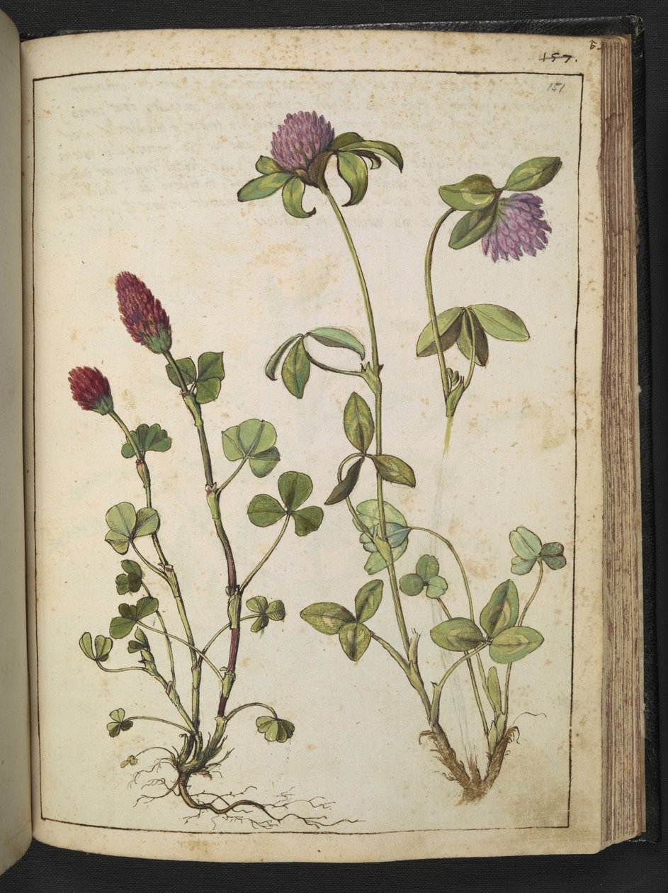 Trifolium incarnatum & Trifolium pratens, uit 