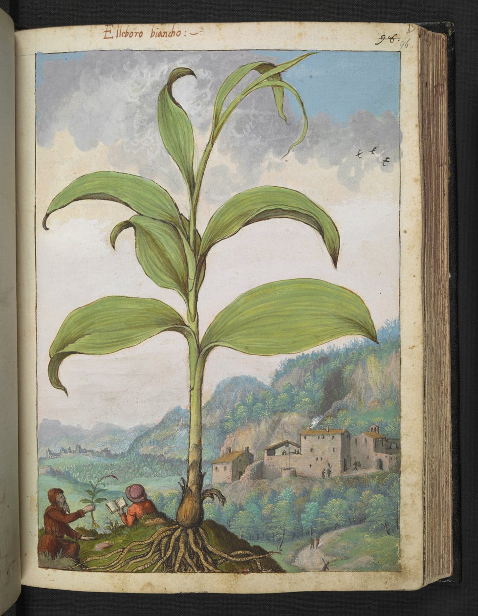 Veratrum nigrum, uit "Schilderijen van Flora van de Romeinse Staten" door Gherardo Cibo door Gherardo Cibo