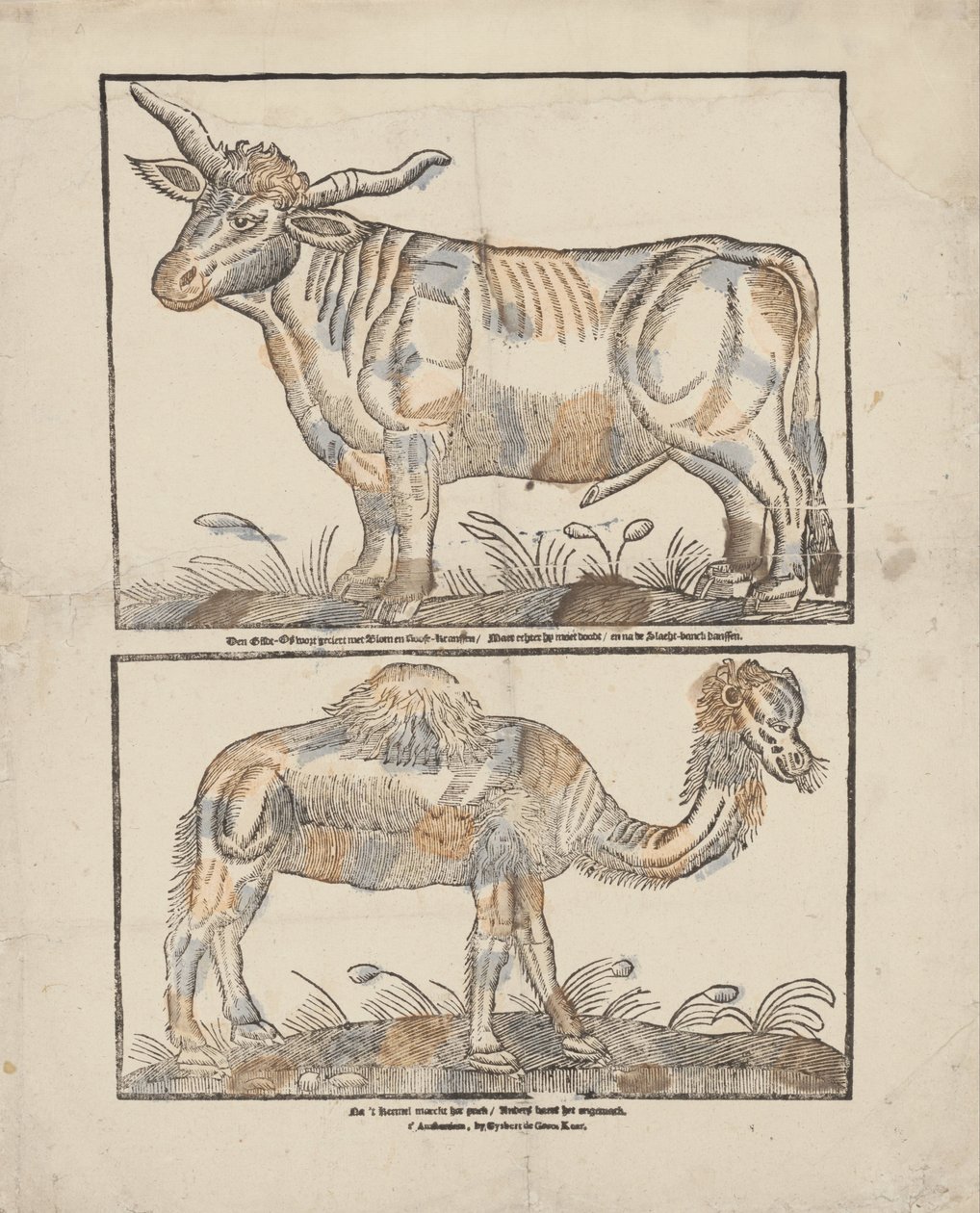 Os en kameel door Gijsbert de Groot Keur