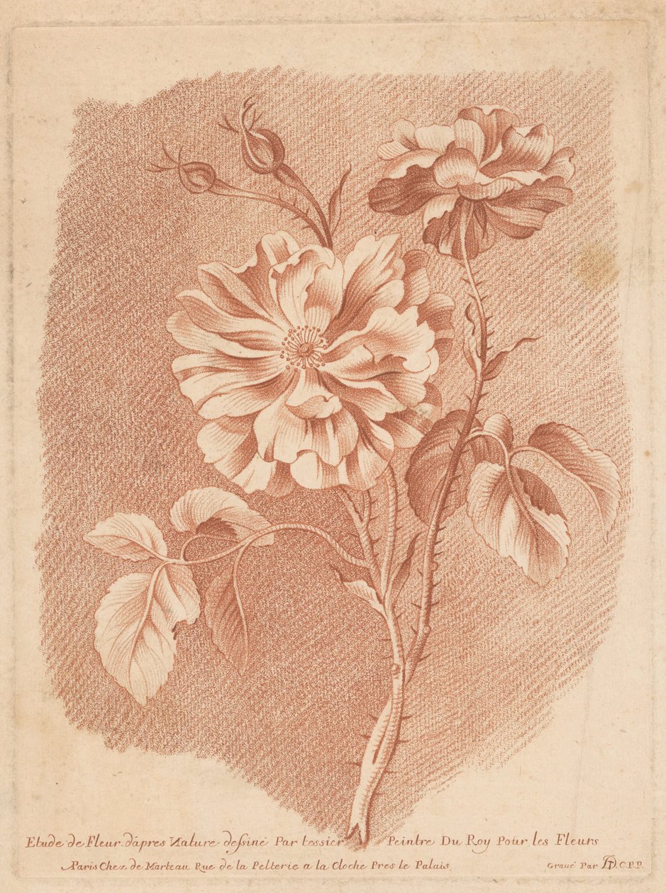 Bloemen Etude de Fleur d