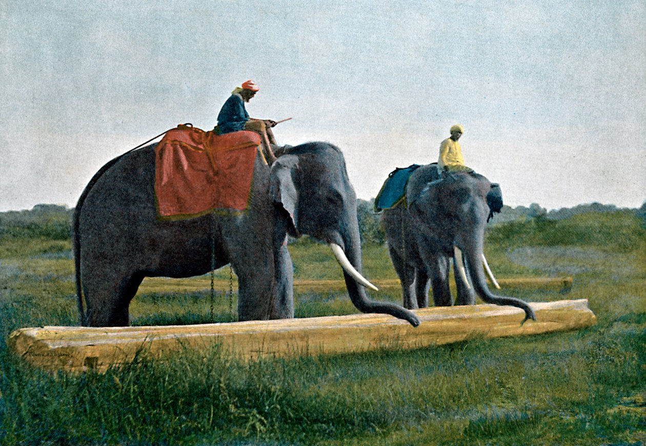 Olifanten verplaatsen een boomstam, Ceylon, ca. 1890 door Gillot