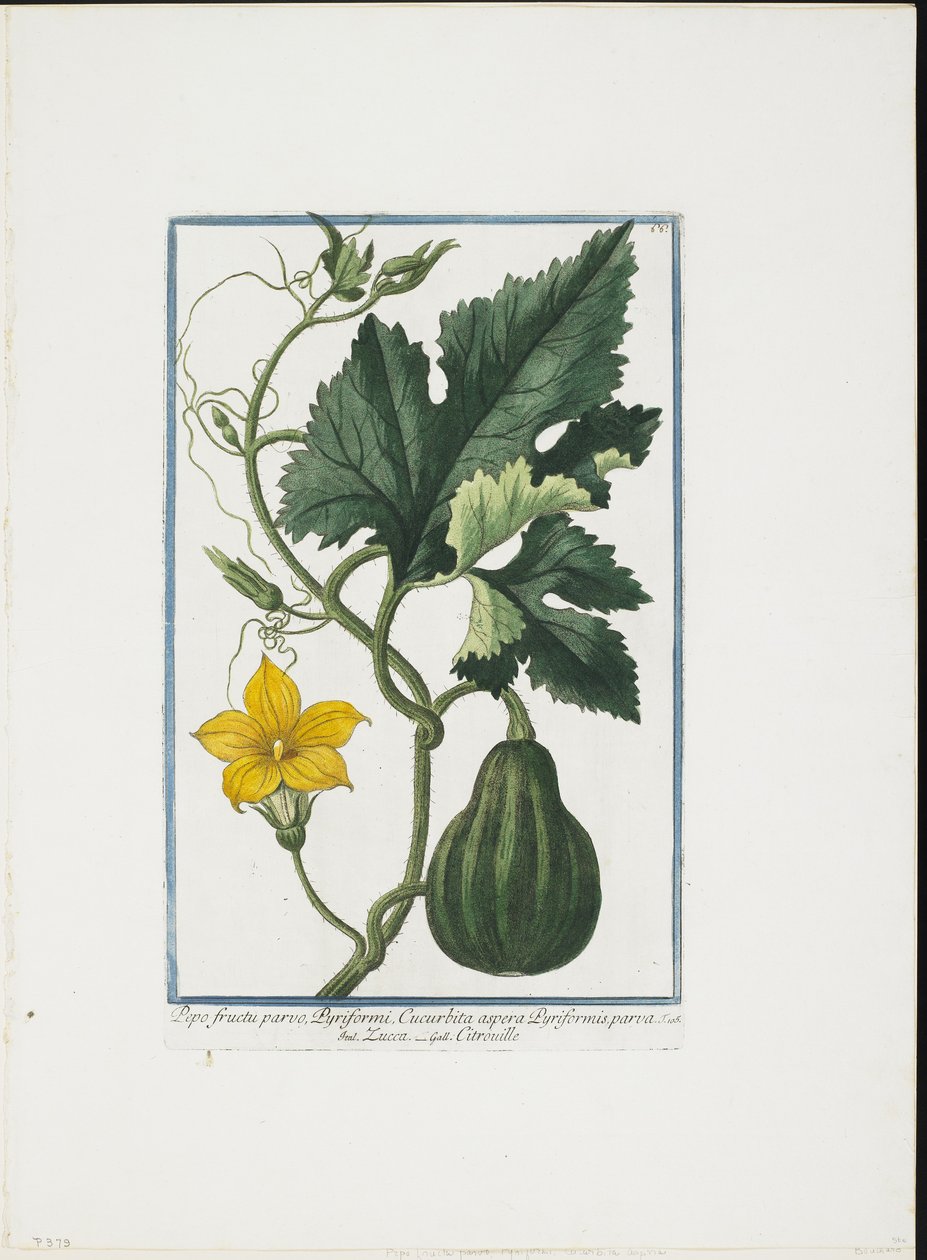 Groenteafdruk, uit Hortus Romanus, Deel I of II door Giorgio Bonelli