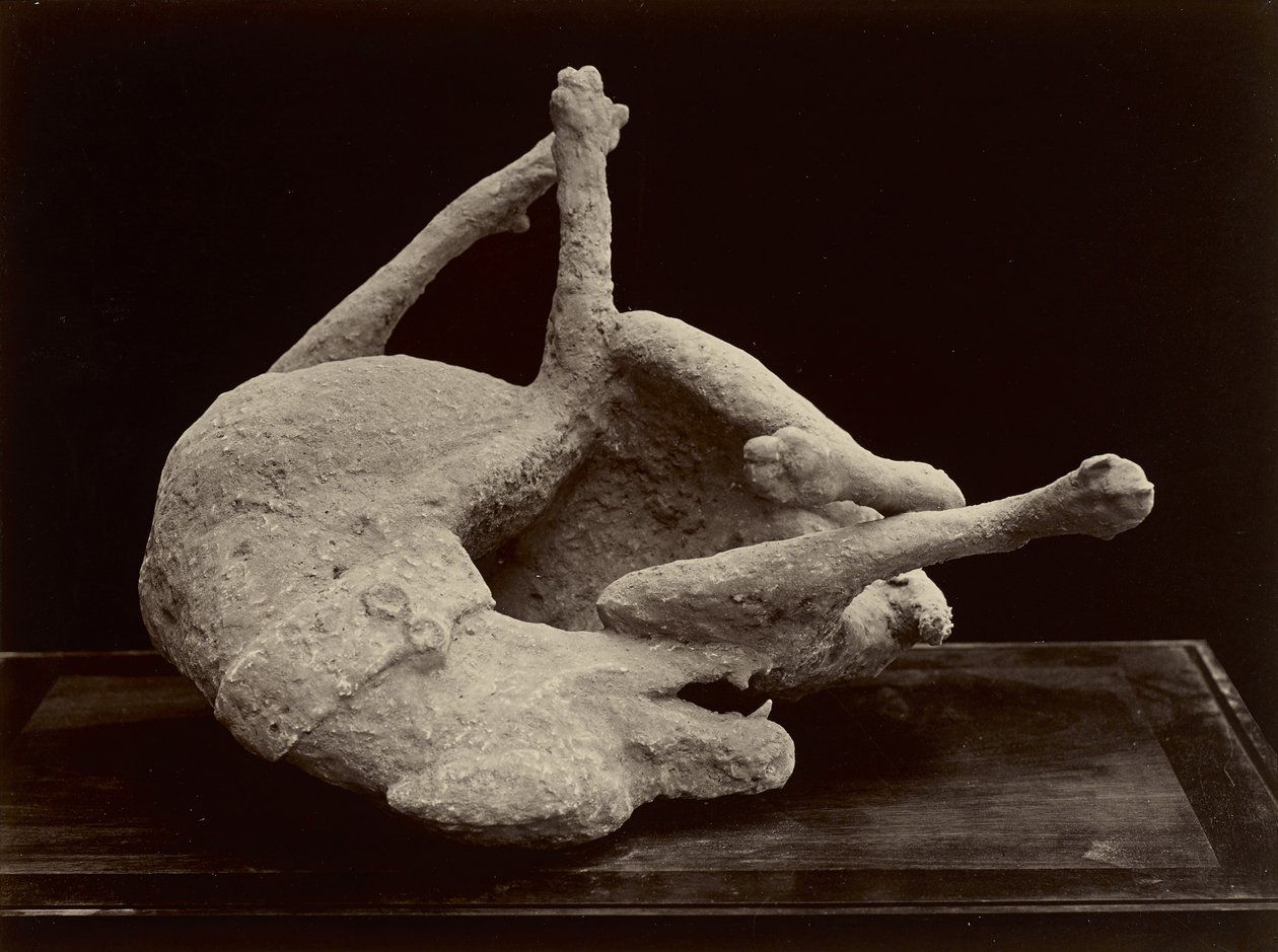 Hond, Pompeii door Giorgio Sommer
