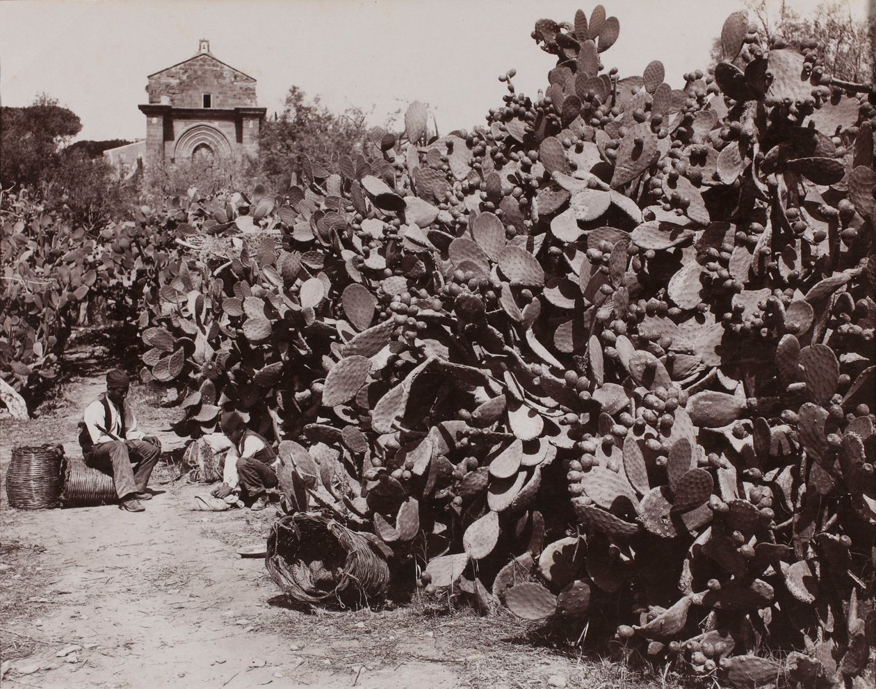 „Palermo. Vruchten van de vijgcactus“ [Palermo. Oogst van vruchten van de vijgcactus] door Giorgio Sommer