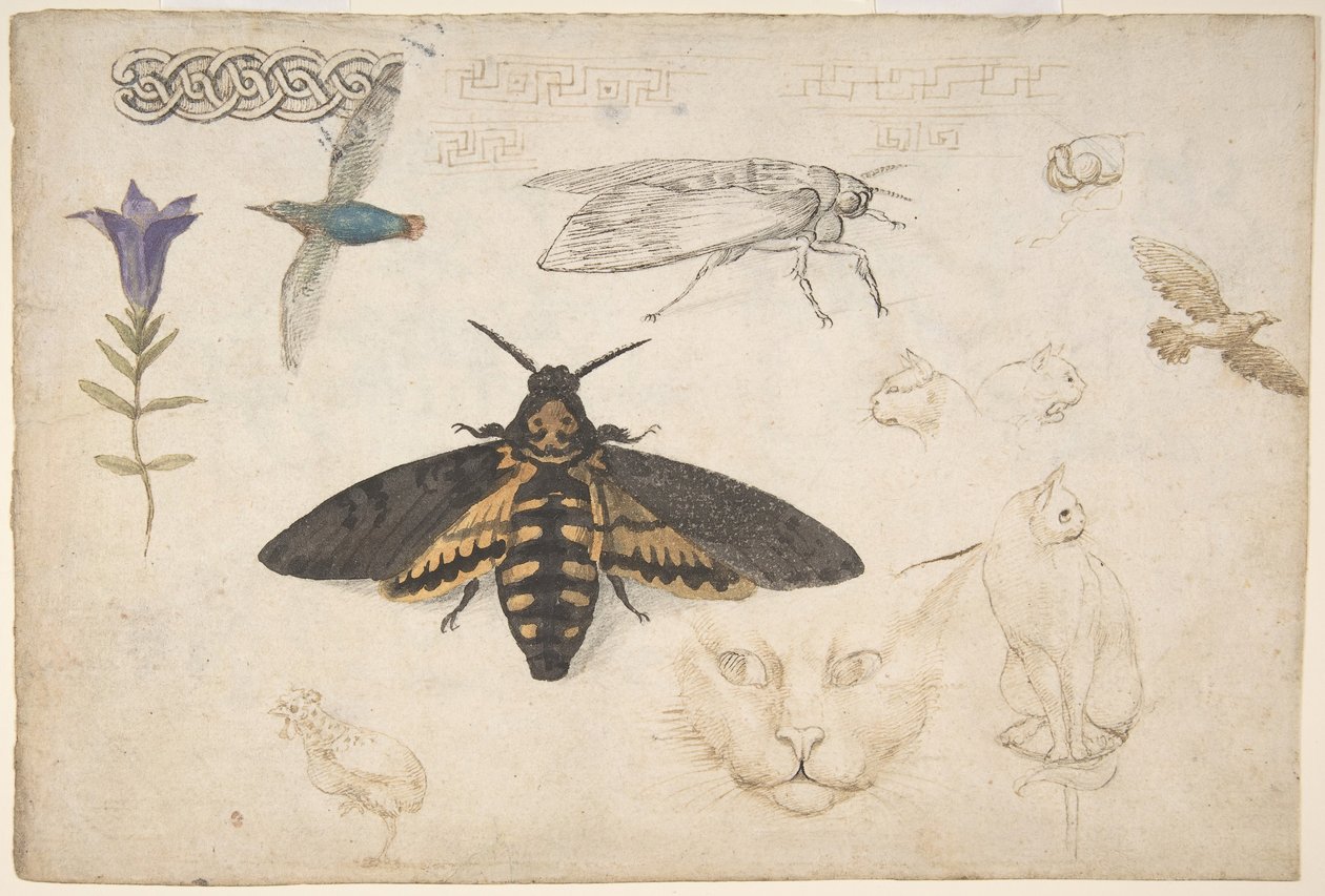 Studies van een Gentiaan, Mot, Vogels, Katten, Vlechtmotief en Griekse Fretten recto, 1530-40 door Giorgio di Giovanni