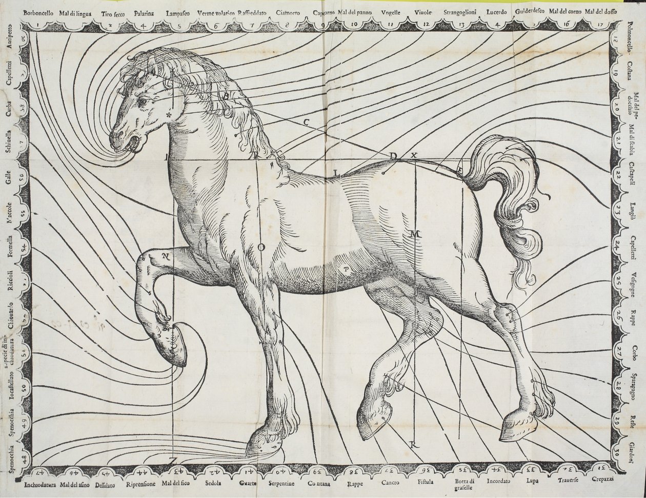 Diagram van bloedafnamepunten op een paard uit een vroeg boek over paardenhouderij, 1570 door Giovanni Battista Ferraro