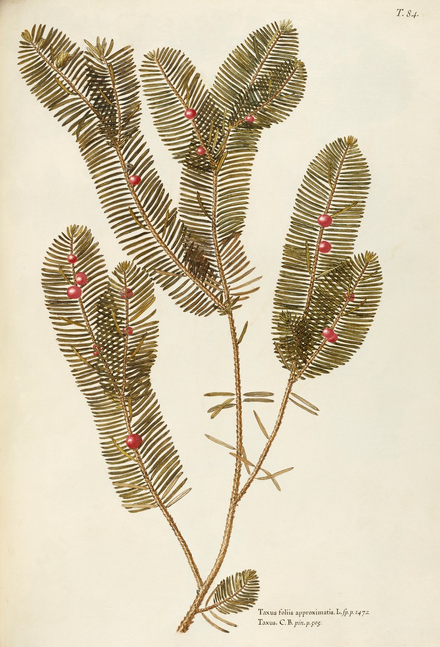 Europese taxus (Taxus baccata), Taxaceae door Giovanni Antonio Bottione