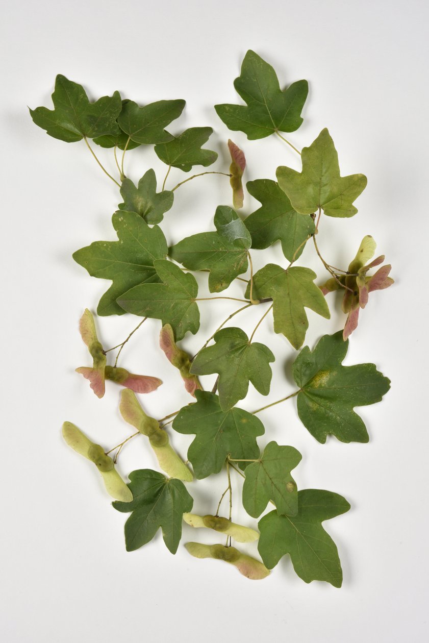 Campestre Acer/Kleine esdoorn door Phillipe de Marlier