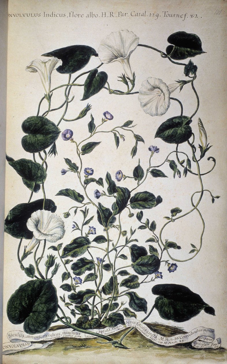 Botanische plaat: Variëteiten van winde. Convolvulus variëteiten (Convolvulus Indicus flora albo; Convolvulus Siculus). Giovanni Battista Morandi, Hortulus botanicus pictus sive collectio plantarum..., Volume I door Giovanni Battista Morandi