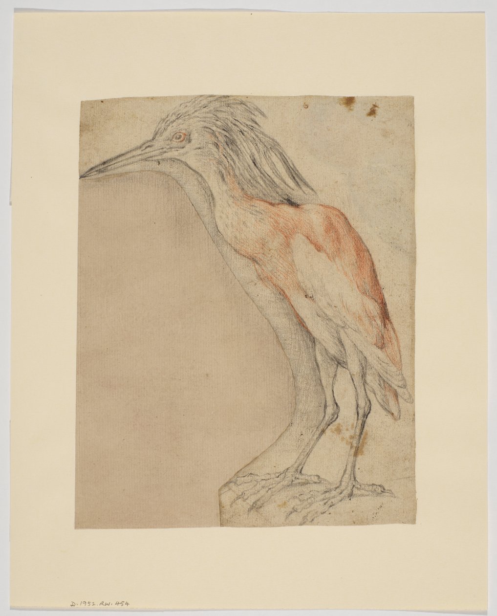 Reiger, recto (krijt op papier) door Giovanni da Udine (after)