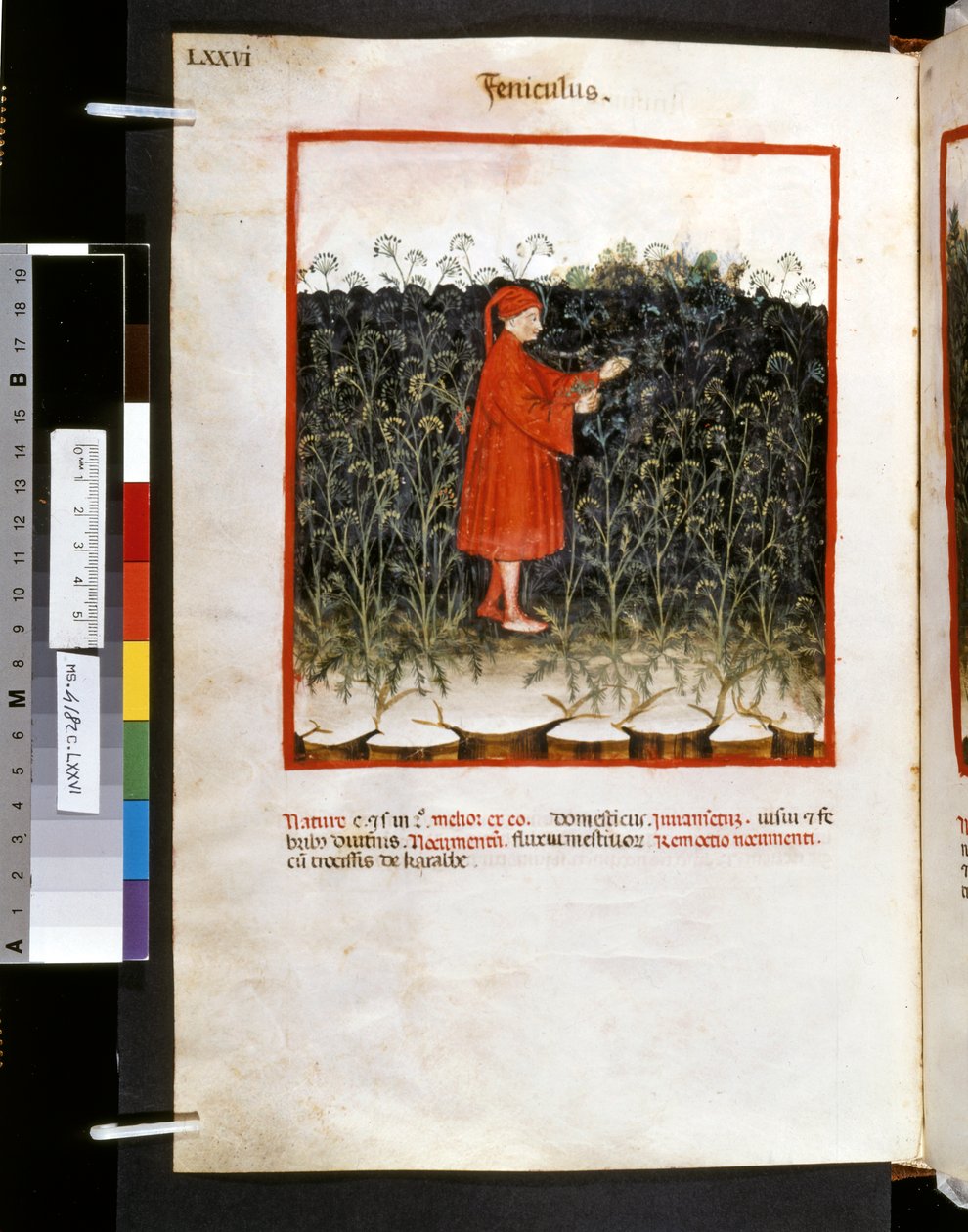 Theatrum sanitatis door Ububchasym de Baldach: 