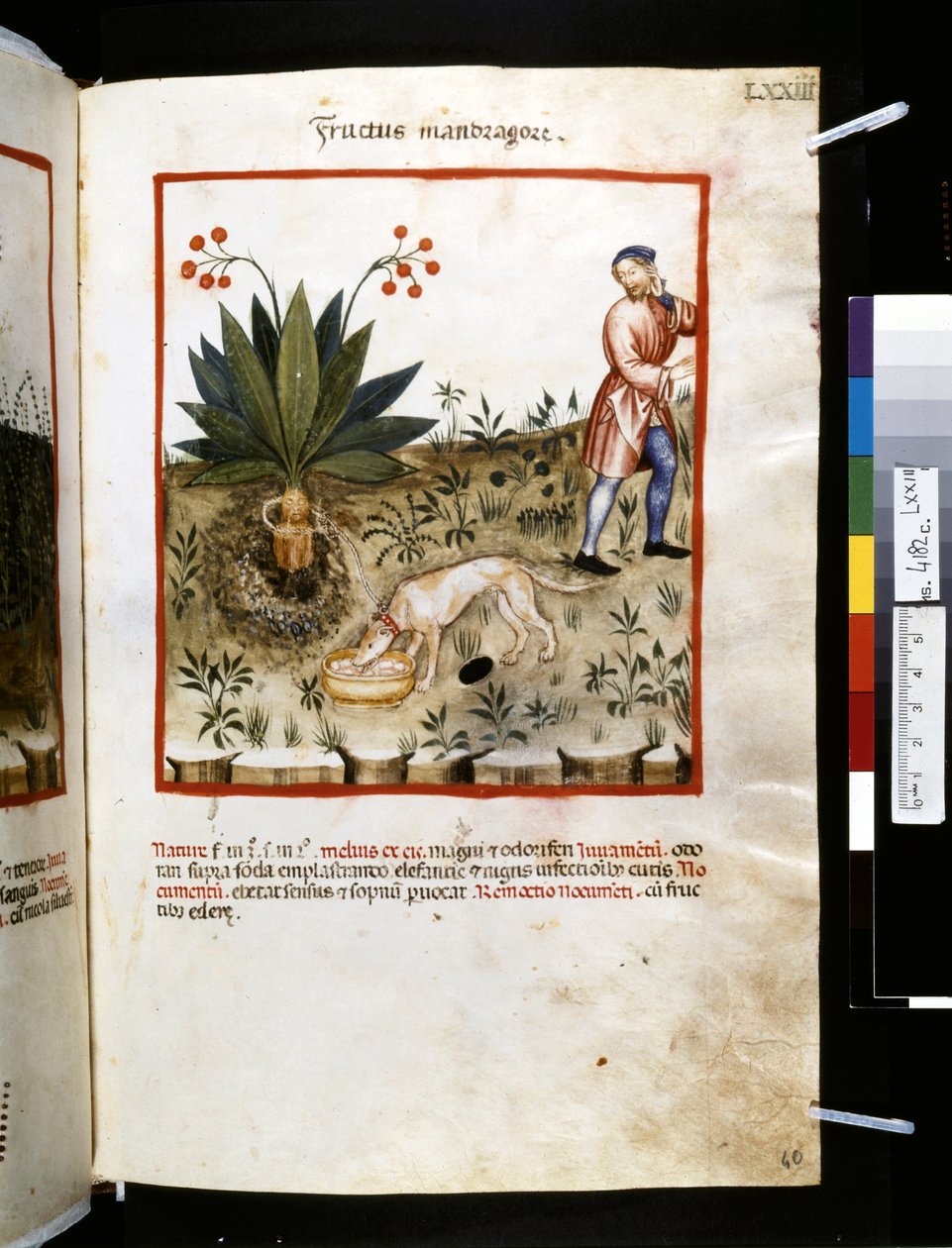 Theatrum sanitatis door Ububchasym de Baldach: 